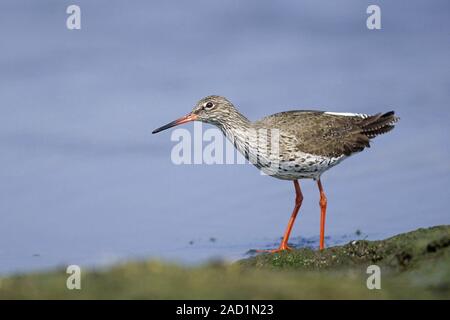 Gemeinsame Rotschenkel Nester auf dem Boden - (Foto nach Vogel in der Zucht Gefieder/Tringa totanus) Stockfoto