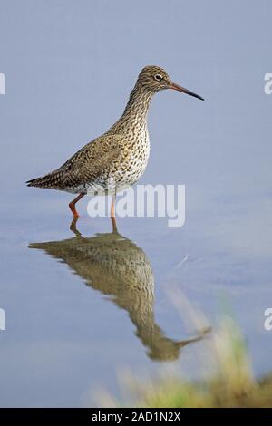 Gemeinsame Wasserläufer, das Gefieder beider Geschlechter gleichermaßen - (Foto nach Vogel in der Zucht Gefieder) Stockfoto