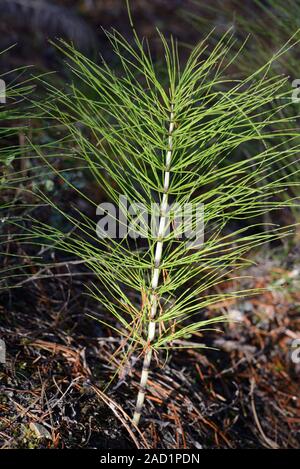 Ackerschachtelhalm aka Gemeinsame Schachtelhalm, Equisetum arvense Stockfoto