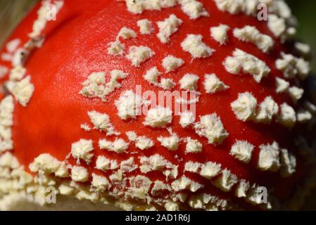Muster Detail von weißen Flecken auf rote Kappe von Fly Agaric Pilz, Amanita muscaria, aka Fly amanita Fliegenpilz