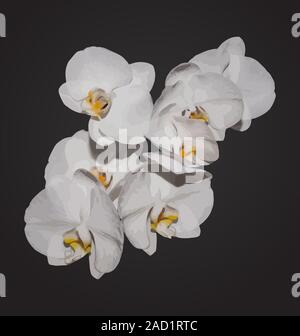 Romantisch schöne Orchideen blühen, auf grauem Hintergrund isoliert Stockfoto