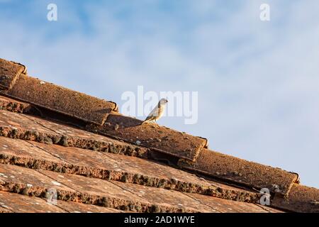 Haussperling - passereaux (Passer domesticus), Auvergne, Frankreich. Stockfoto