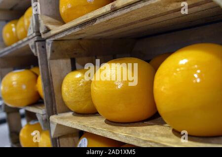 Amsterdam, Holland, August 201. Typisch Holländischen Käse Formen: auf shelvess, fangen die Aufmerksamkeit der Kunden der Mall. Stockfoto