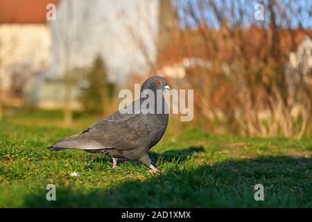 Taube. Schöne Aufnahme des Vogels in der Natur bei Sonnenuntergang. (Columba palumbus) Stockfoto
