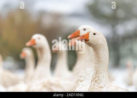 Eine Menge der weissen Gänse auf einem snovy Wiese im Winter. Porträt. Stockfoto