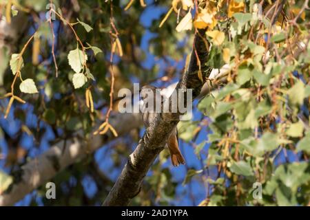 Haussperling - passereaux (Passer domesticus), Auvergne, Frankreich. Stockfoto