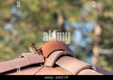 Haussperling - passereaux (Passer domesticus), Auvergne, Frankreich. Stockfoto