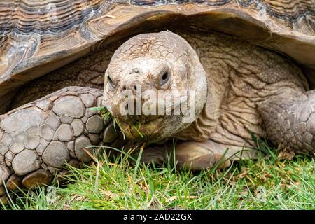 Nahaufnahme, Porträt eines riesigen afrikanischen Sporn - Oberschenkel Schildkröte (Centrochelys Sulcata) Ernährung auf Gras. Stockfoto