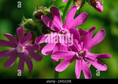 Nahaufnahme Detail einer Gruppe von Red Campion Blumen (Silene dioica) Im Frühjahr wachsen neben dem Fluss Torridge in North Devon Stockfoto