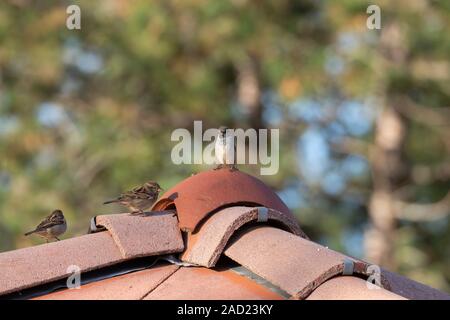 Haussperling - passereaux (Passer domesticus), Auvergne, Frankreich. Stockfoto