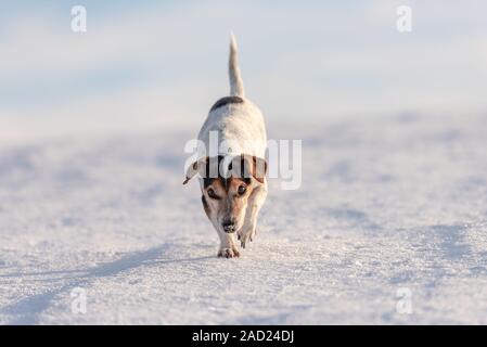 Kleine süße 12 Jahre eingefroren Jack Russell Terrier Hund wird über eine verschneite Wiese im Winter. Stockfoto