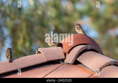 Haussperling - passereaux (Passer domesticus), Auvergne, Frankreich. Stockfoto