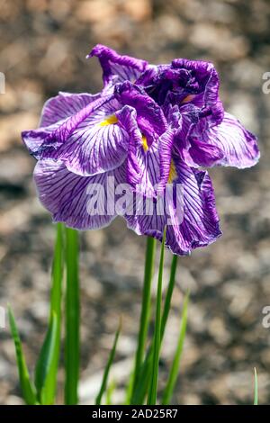 Japanische Iris ensata „Drachenmähne“ Irisblume Stockfoto