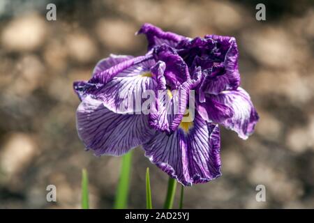 Japanische Iris ensata 'Dragon Mane' Blume Nahaufnahme lila Irisen Stockfoto