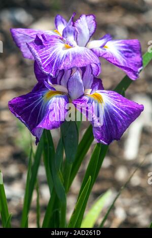 Japanische lila Iris ensata „Wonderful Delight“ Irisblume Iris Blumen Stockfoto
