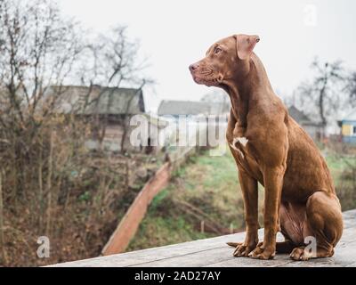 Ausschreibung, hübsche Welpen von Schokolade Farbe sitzen auf einem hölzernen Terrasse an einem bewölkten Tag. Close-up, Outdoor. Konzept der Betreuung, Bildung, Obedience Training". Stockfoto