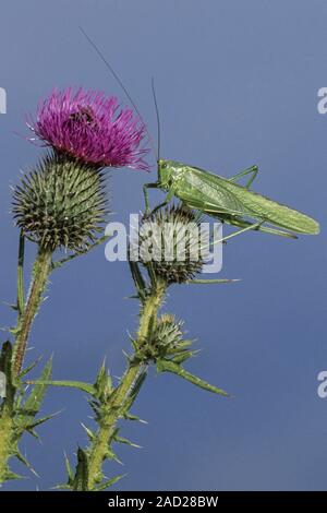 Super Green Bush - Kricket ist aktiv in Tag und Nacht/Tettigonia Viridissima Stockfoto