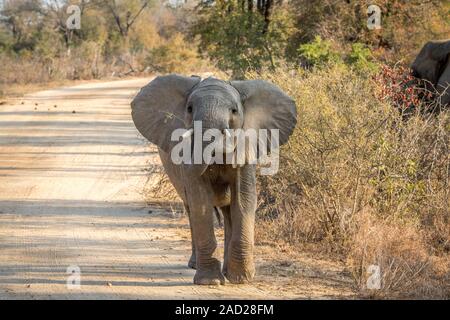 Ein junger Elefant auf dem Weg zur Kamera. Stockfoto