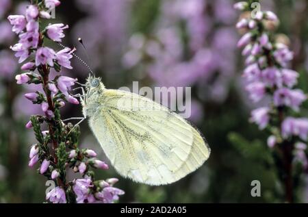 Rapsweißling, das Männchen hat einen charakteristischen Geruch/Pieris napi Stockfoto