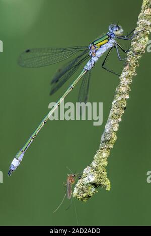 Emerald Damselfly ist besonders im Juli und August (Foto-männlich)/Lestes sponsa Stockfoto