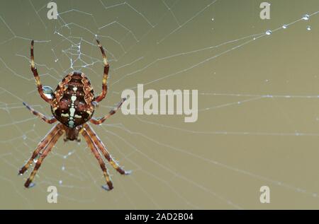 European Garden Spider, das Weibchen das Männchen nach der Paarung direkt Essen Stockfoto