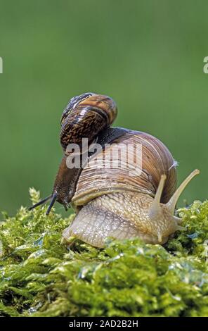 Roman Schnecke ist schwer zu kultivieren - (Weinbergschnecken und Copse Schnecke) Stockfoto