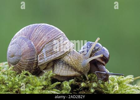 Weinbergschnecke, gekochte Schnecken sind aufgerufen, Schnecken - (Weinbergschnecken und Copse Schnecke) Stockfoto