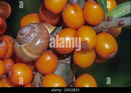 Grove Schnecke ist eine der häufigsten Arten von land Schnecke in Europa - (Braun-lippigen Schnecke) Stockfoto