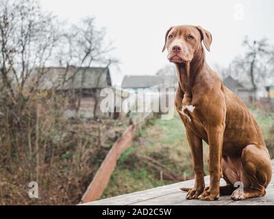 Ausschreibung, hübsche Welpen von Schokolade Farbe sitzen auf einem hölzernen Terrasse an einem bewölkten Tag. Close-up, Outdoor. Konzept der Betreuung, Bildung, Obedience Training". Stockfoto