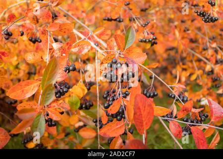 Zweige mit schwarzen Beeren und rote Blätter von Aronia im Herbst. Stockfoto