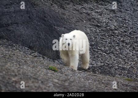 Heute relevant: im Sommer, Eisbären bleiben auf Inseln und der Suche nach Nahrung Stockfoto