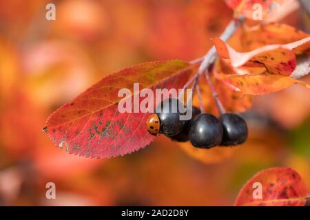 Branchen mit Marienkäfer auf schwarzen Beeren und rote Blätter von Aronia im Herbst. Stockfoto