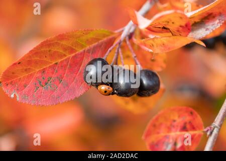 Branchen mit Marienkäfer auf schwarzen Beeren und rote Blätter von Aronia im Herbst. Stockfoto