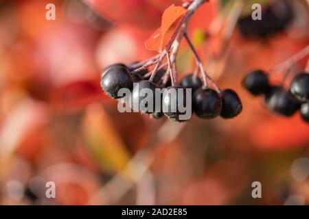Zweige mit schwarzen Beeren und rote Blätter von Aronia im Herbst. Stockfoto