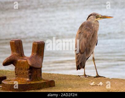 Graureiher Ardea cinerea in der jugendlichen Gefieder Stockfoto