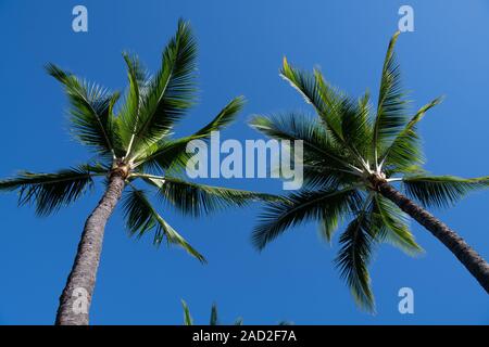 Der Blick hinauf durch das sich ausbreitende Baldachin zweier Palmen bis zum klaren blauen Himmel Maui, Hawaii, USA Stockfoto
