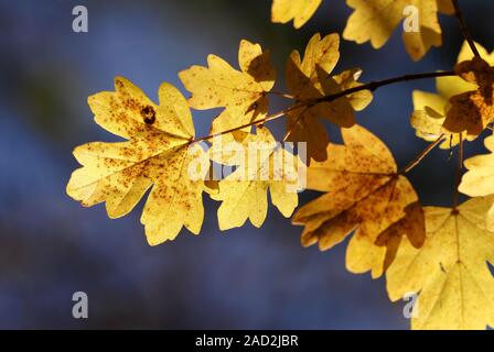 Hintergrundbeleuchtete Feld Ahorn (Acer campestre) in herbstlichen Farben. Tipperary, Irland Stockfoto
