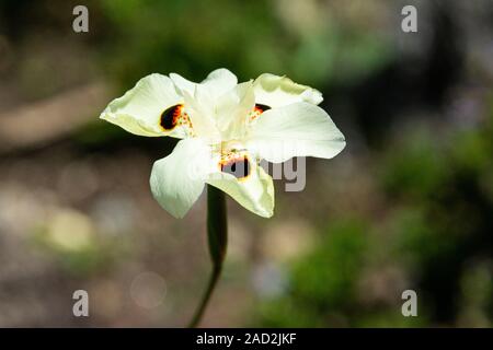 Die blassgelbe Blume einer Schmetterlingsfahne (Dietes bicolor) Stockfoto