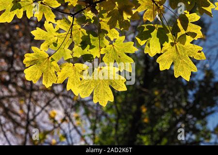 Hintergrundbeleuchtung Bergahorn (Acer pseudoplatanus) Blätter im Herbst Farben. Tipperary, Irland Stockfoto