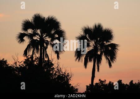 Sambesi Sonnenuntergang Dinner Kreuzfahrt Stockfoto