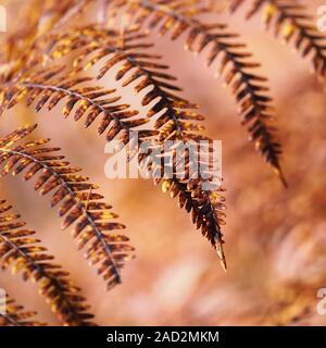 Bracken fern (Pteridium aquilinum) mit Farben des Herbstes. Tipperary, Irland Stockfoto