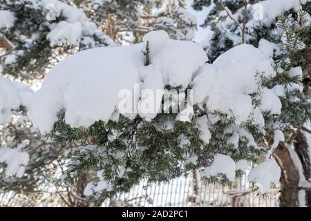 Von Schnee auf dem Pine Tree schließen Stockfoto