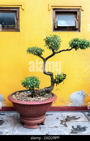 Großen Bonsai Baum in Lehmtöpfen an Tran Quoc Pagode Hanoi Vietnam Stockfoto