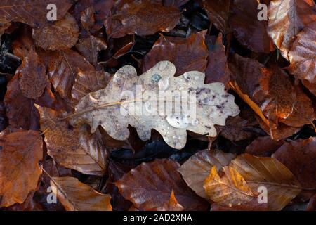 Eine große Eiche Blatt mit Frost und Wassertropfen auf den Waldboden unter den blattsänfte Stockfoto