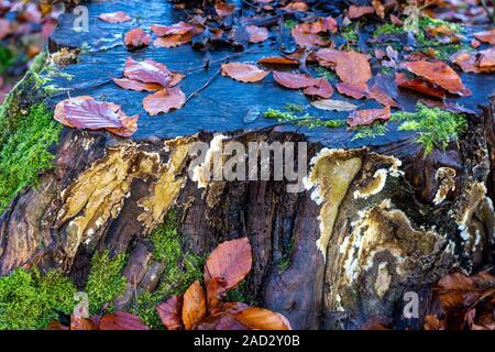 Ein Stamm eines Baumes im Herbst mit Pilzen, Moos und Laub Stockfoto