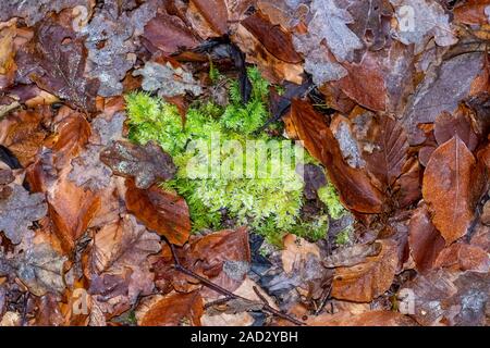 Ein Polster von Moos unter den Herbst wachsenden Blätter auf dem Waldboden Stockfoto