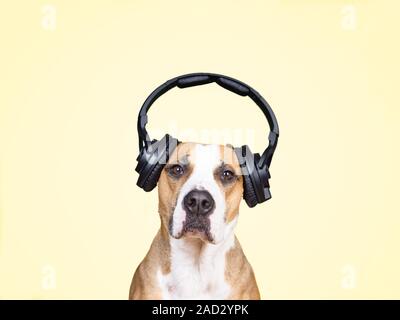 Hund in Kopfhörer mit Geräuschminimierung, gelb isoliert Hintergrund. Das Konzept der Haustiere die Angst vor lauten Geräuschen oder Feuerwerk an Feiertagen Stockfoto