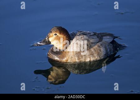 Gemeinsame Pochard, Weibchen geben, heiseren Growls und Männchen haben pfeift Stockfoto