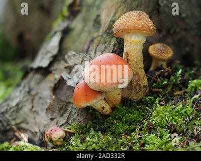 Patchwork-Family von Pilzen, Ziegel, Kappe und Honig Pilz Stockfoto