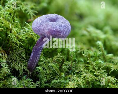 Laccaria amethystina, Amethyst deceiver Stockfoto